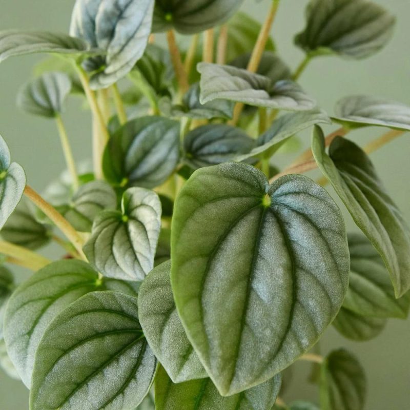 Plants | Peperomia ‘Frost’ Plants Plants