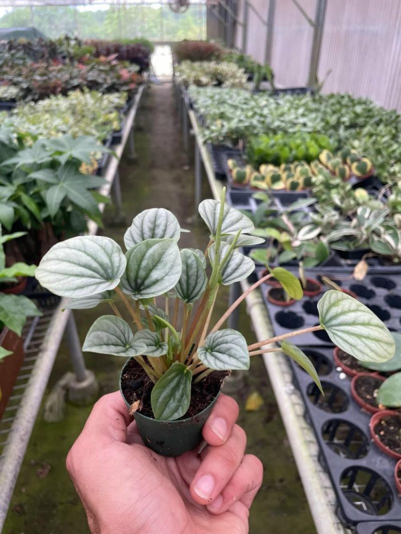 Plants | Peperomia ‘Frost’ Plants Plants