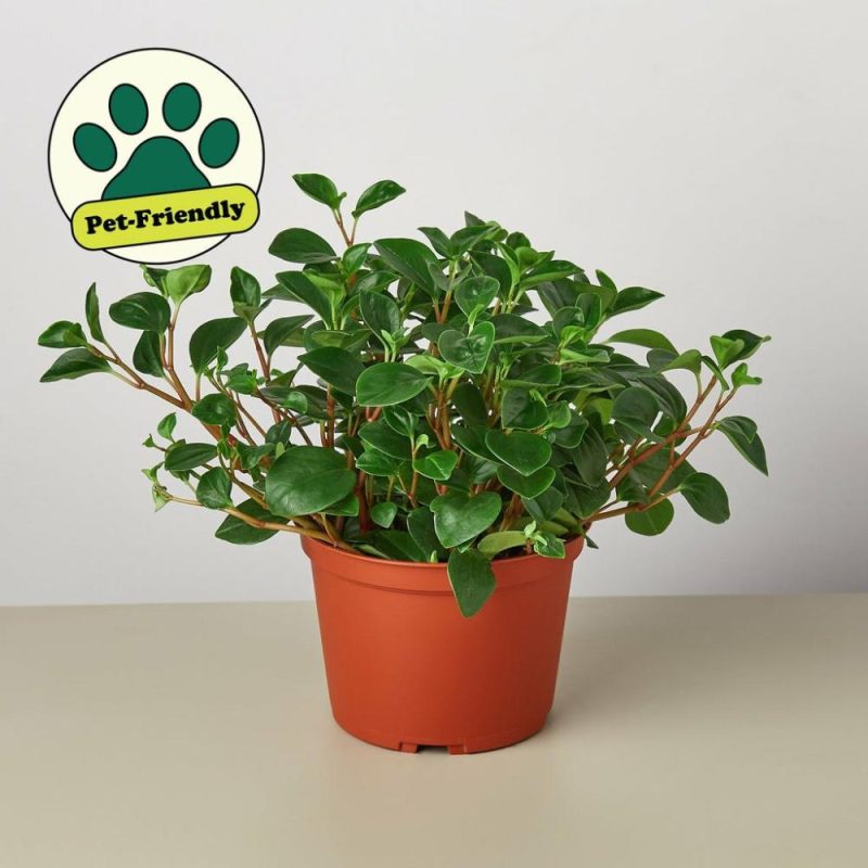 Plants | Peperomia ‘Glabella’ Plants Plants