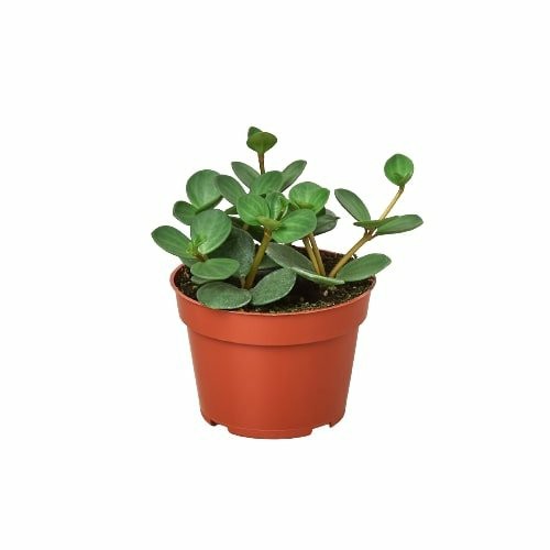 Plants | Peperomia ‘Hope’ Plants Plants