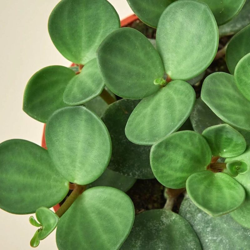 Plants | Peperomia ‘Hope’ Plants Plants