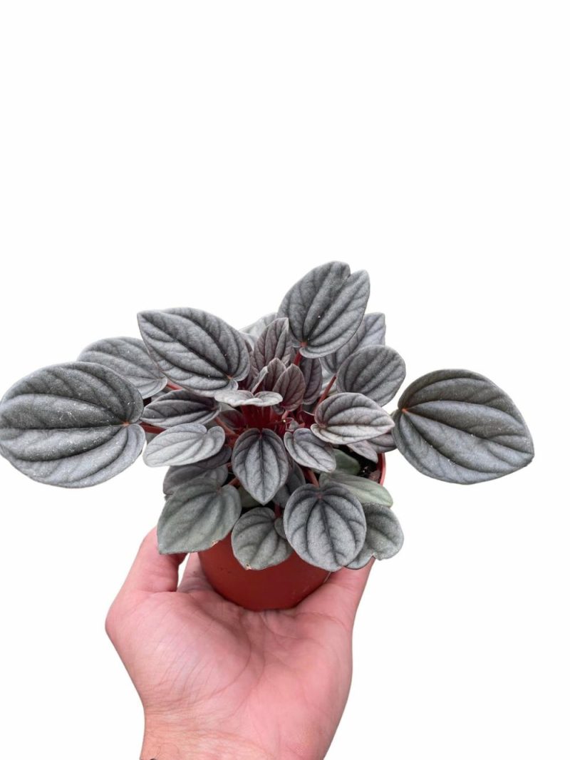 Plants | Peperomia ‘Mendoza’ Plants Plants