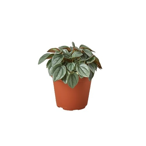 Plants | Peperomia ‘Napoli Nights’ – 4″ Pot Plants Plants