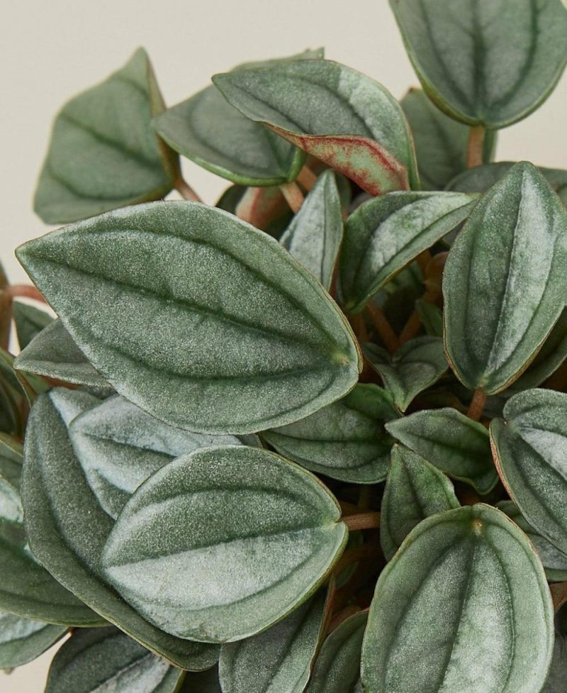 Plants | Peperomia ‘Napoli Nights’ – 4″ Pot Plants Plants