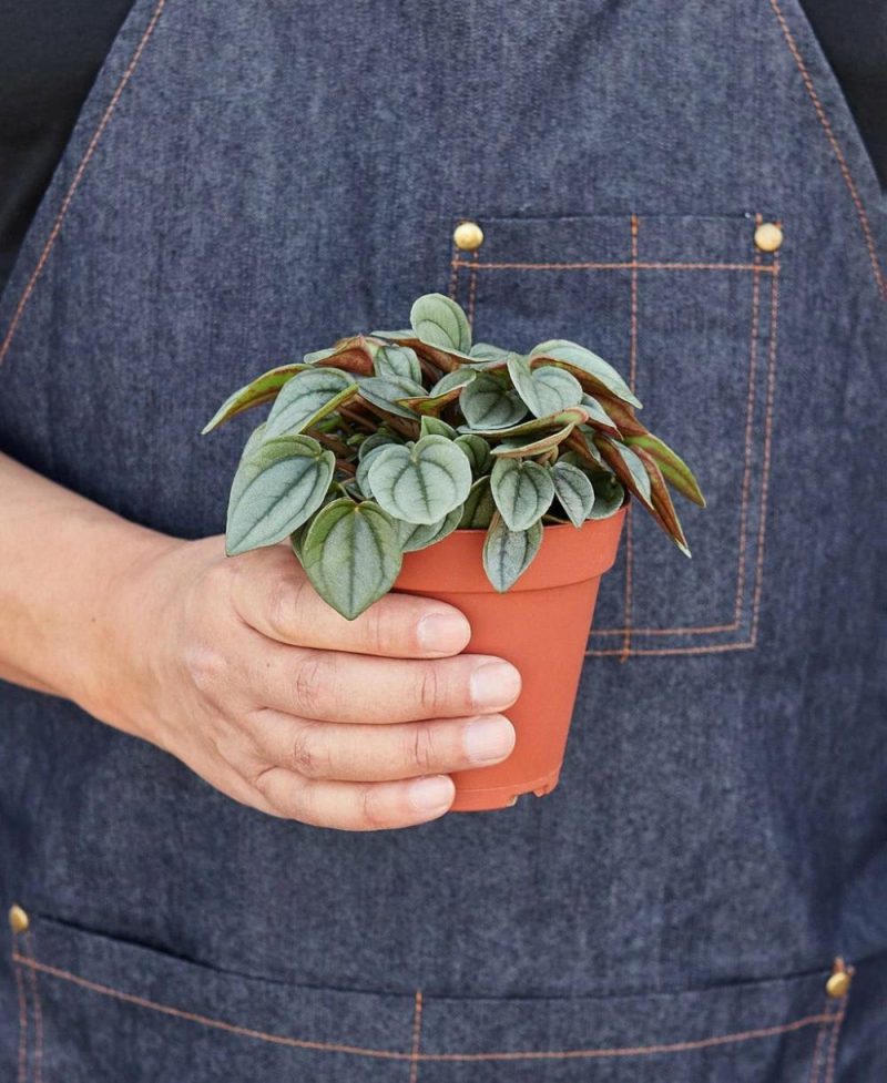 Plants | Peperomia ‘Napoli Nights’ – 4″ Pot Plants Plants