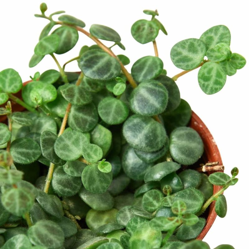 Plants | Peperomia Prostrata ‘string Of Turtles’ Plants Plants