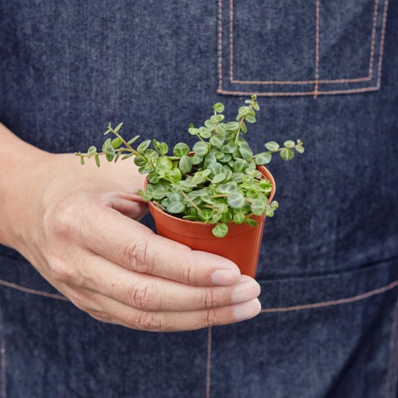 Plants | Peperomia Prostrata ‘string Of Turtles’ Plants Plants