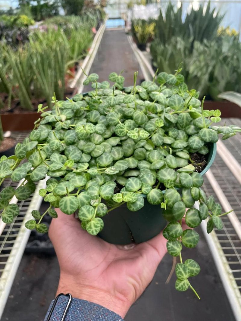 Plants | Peperomia Prostrata ‘string Of Turtles’ Plants Plants