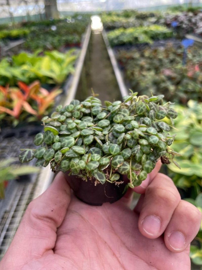 Plants | Peperomia Prostrata ‘string Of Turtles’ Plants Plants