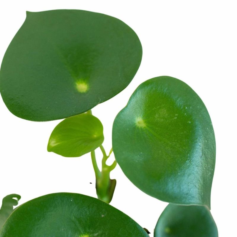 Plants | Peperomia ‘Raindrop’ – 4″ Pot Plants Plants