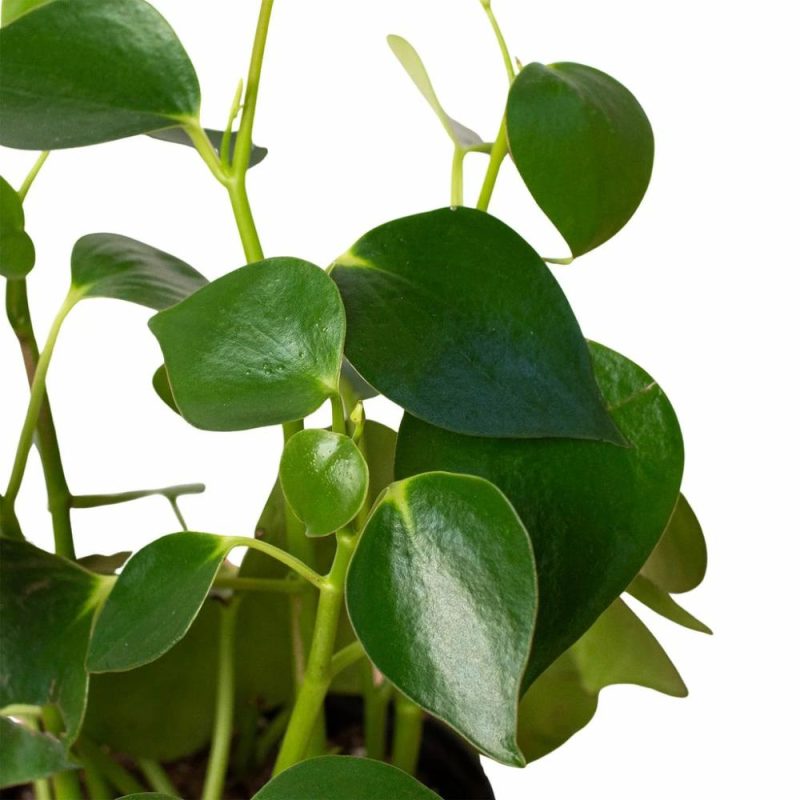 Plants | Peperomia ‘Raindrop’ Plants Plants