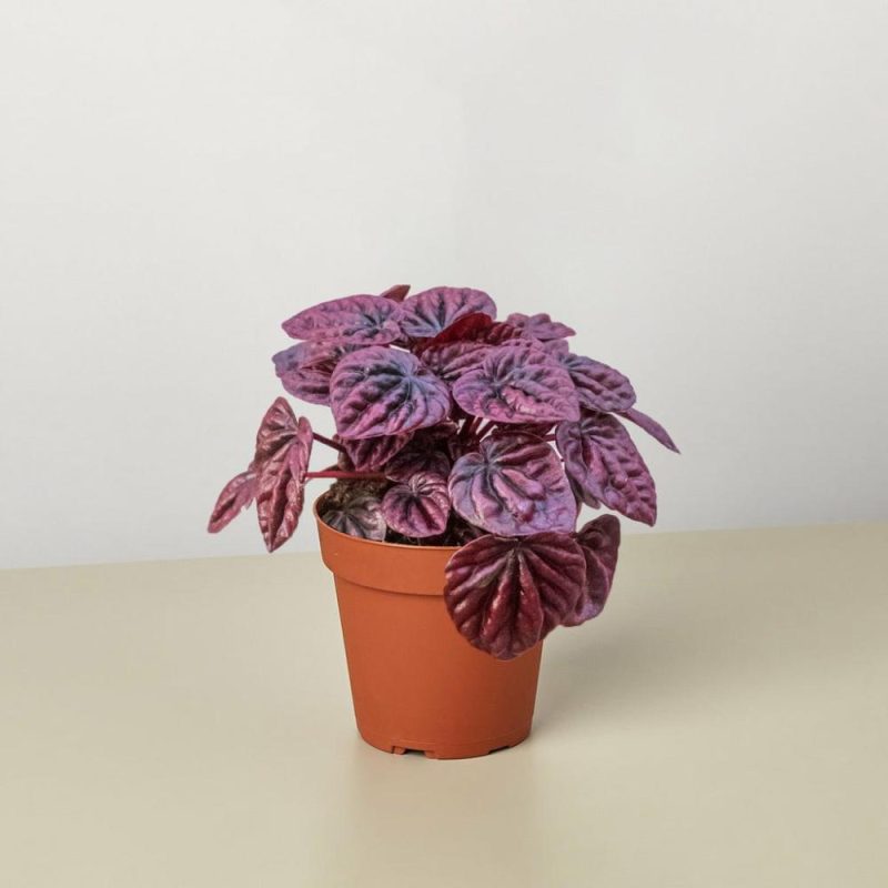 Plants | Peperomia ‘Ripple Red’ Plants Plants