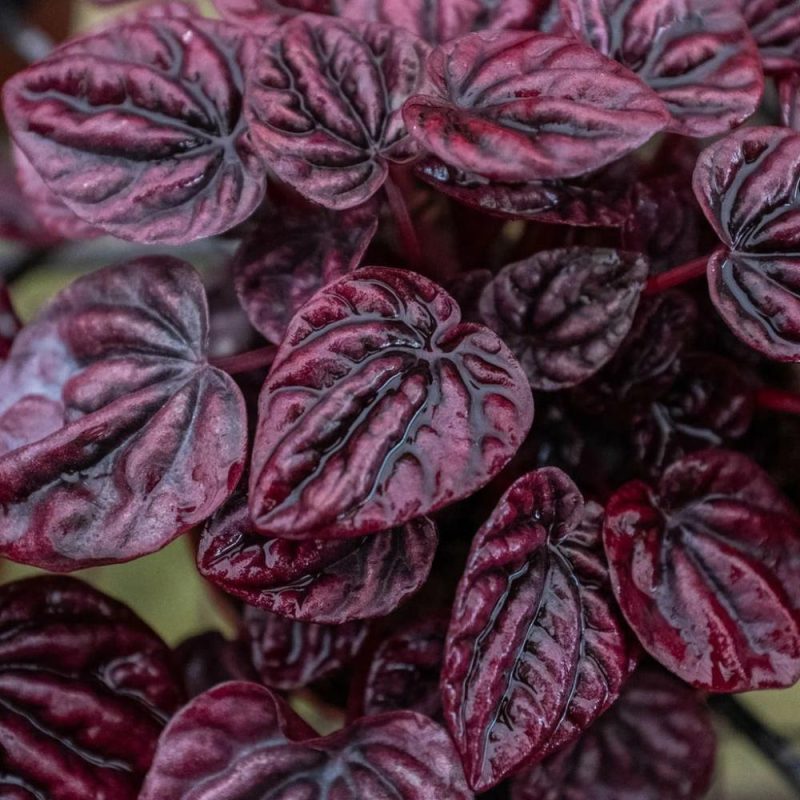 Plants | Peperomia ‘Ripple Red’ Plants Plants