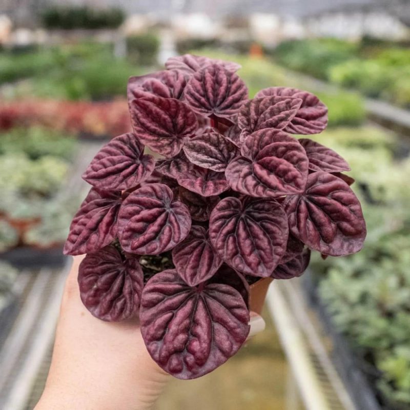 Plants | Peperomia ‘Ripple Red’ Plants Plants