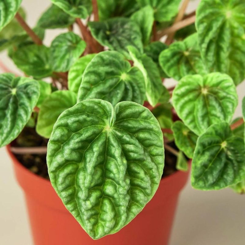 Plants | Peperomia ‘Ripple’ Plants Plants