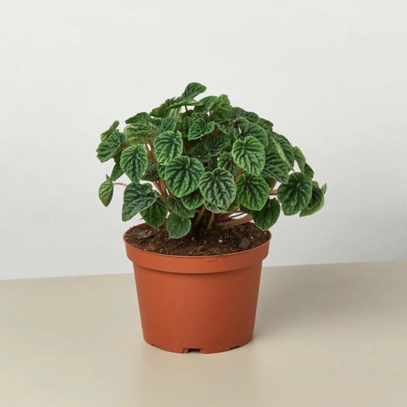 Plants | Peperomia ‘Ripple’ Plants Plants