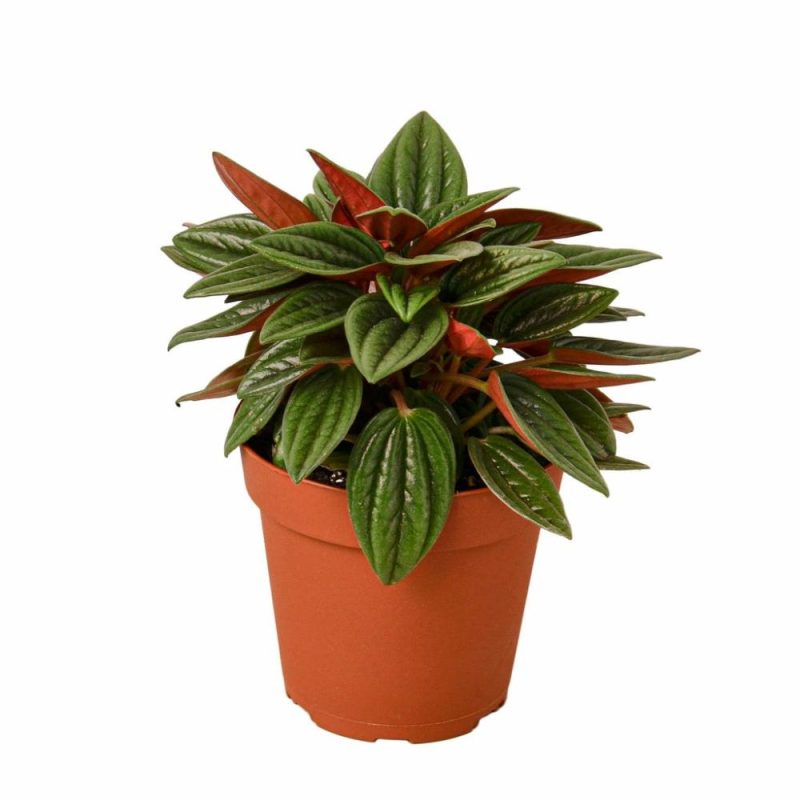 Plants | Peperomia Rosso Plants Plants