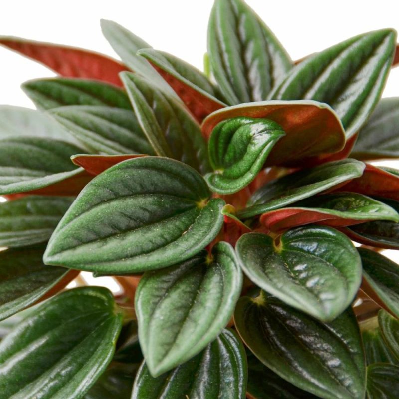 Plants | Peperomia Rosso Plants Plants