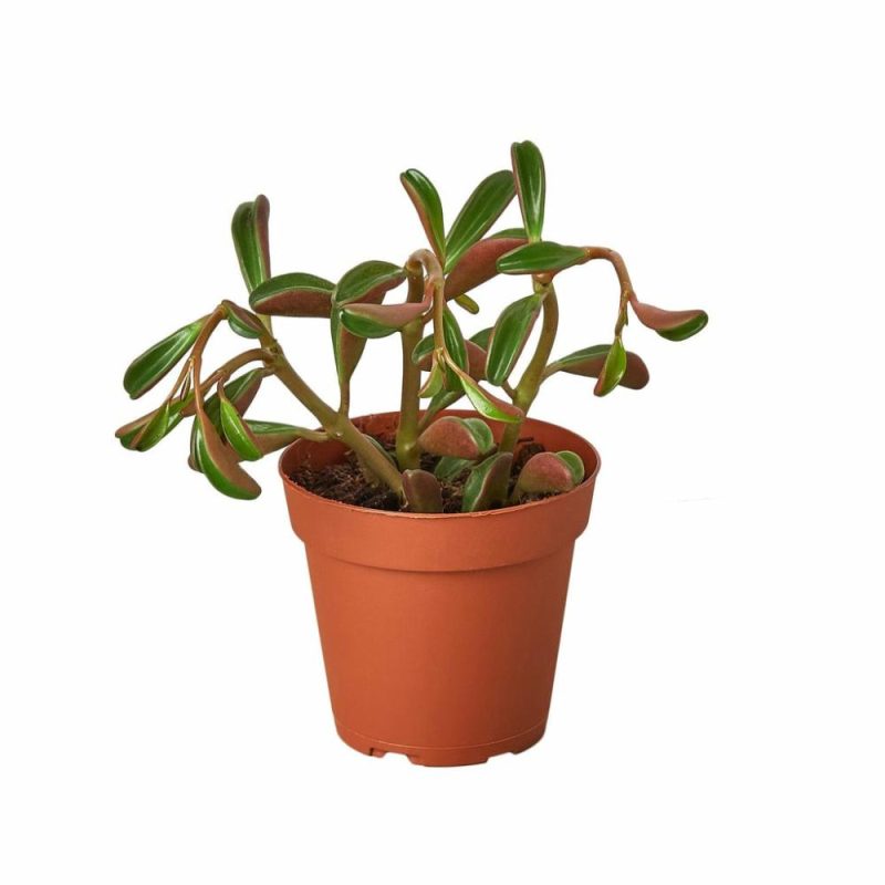 Plants | Peperomia ‘Ruby Glow’ Plants Plants