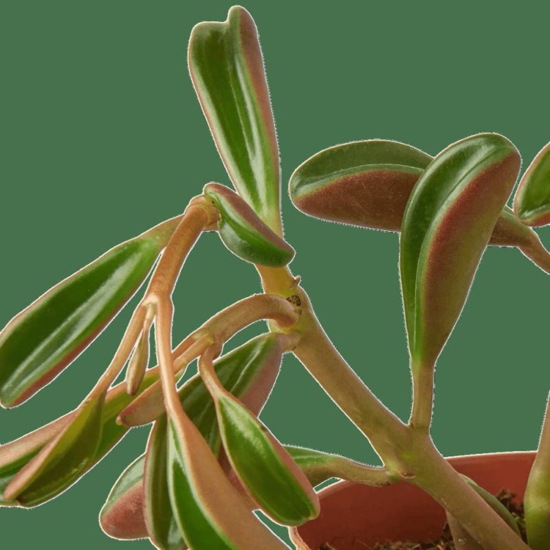 Plants | Peperomia ‘Ruby Glow’ Plants Plants