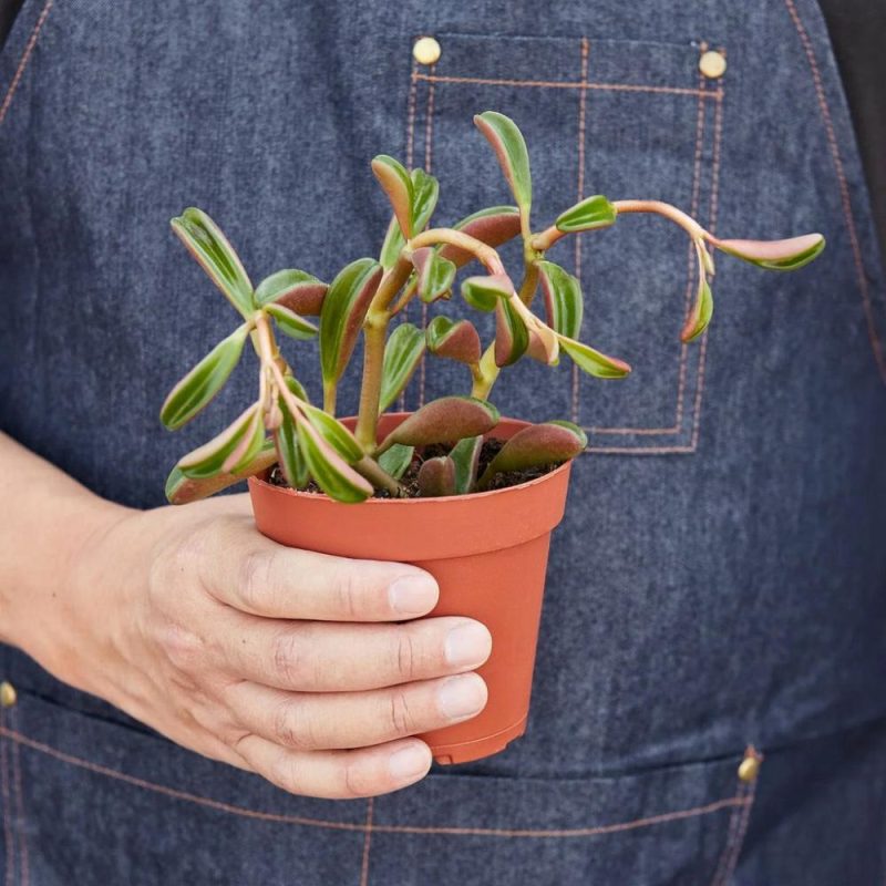 Plants | Peperomia ‘Ruby Glow’ Plants Plants