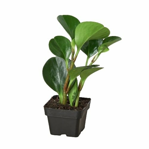 Plants | Peperomia Thailand Plants Plants