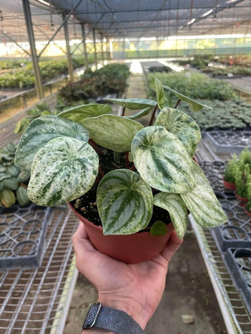 Plants | Peperomia ‘Watermelon Variegated’ Plants Plants