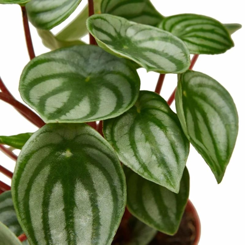 Plants | Peperomia Watermelon Plants Plants