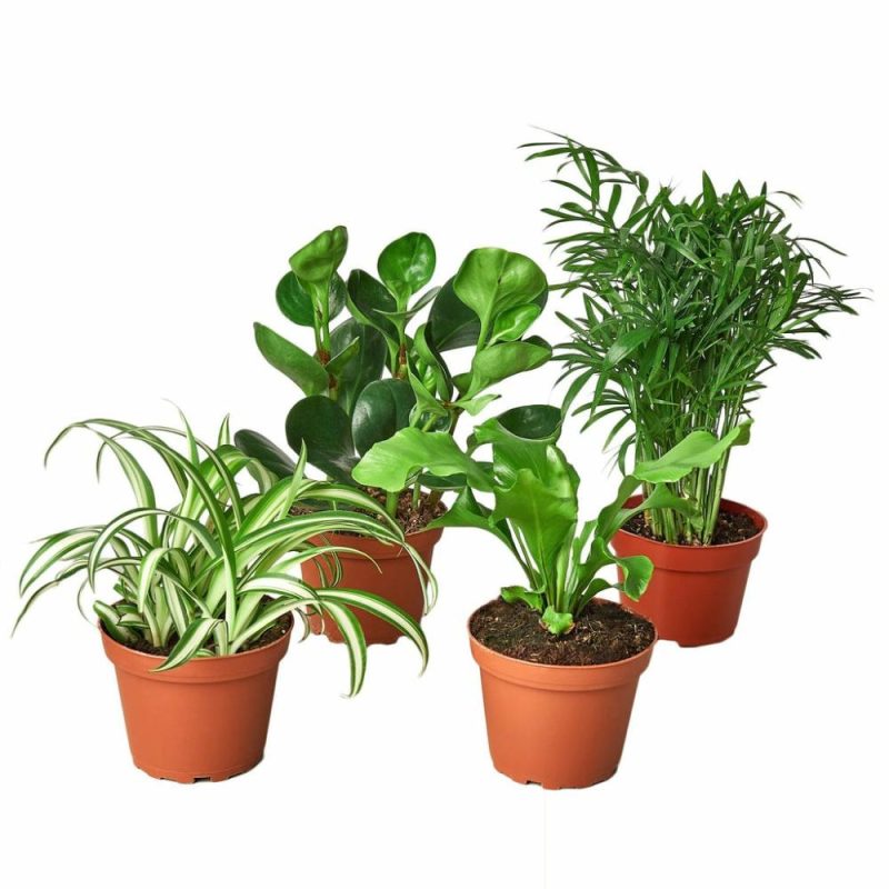 Plants | Pet Friendly Variety Bundle Plants Plants