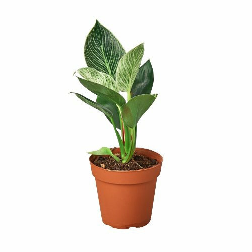 Plants | Philodendron ‘Birkin’ Plants Plants