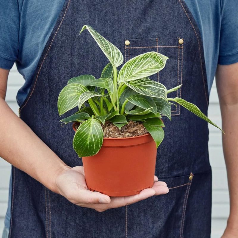 Plants | Philodendron ‘Birkin’ Plants Plants