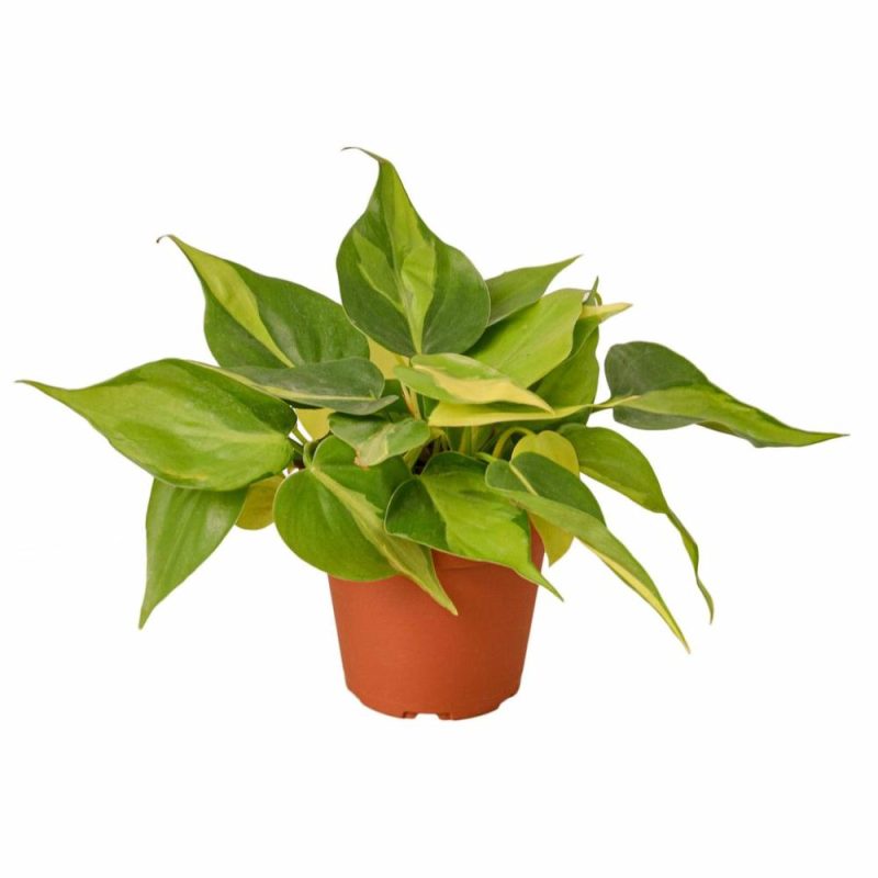 Plants | Philodendron ‘Brasil’ Plants Plants