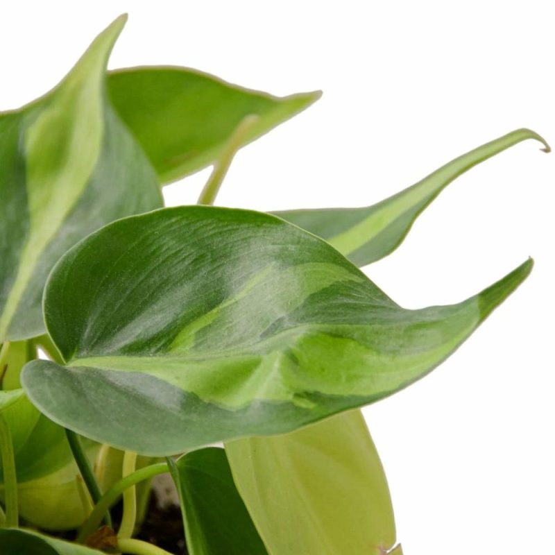 Plants | Philodendron ‘Brasil’ Plants Plants