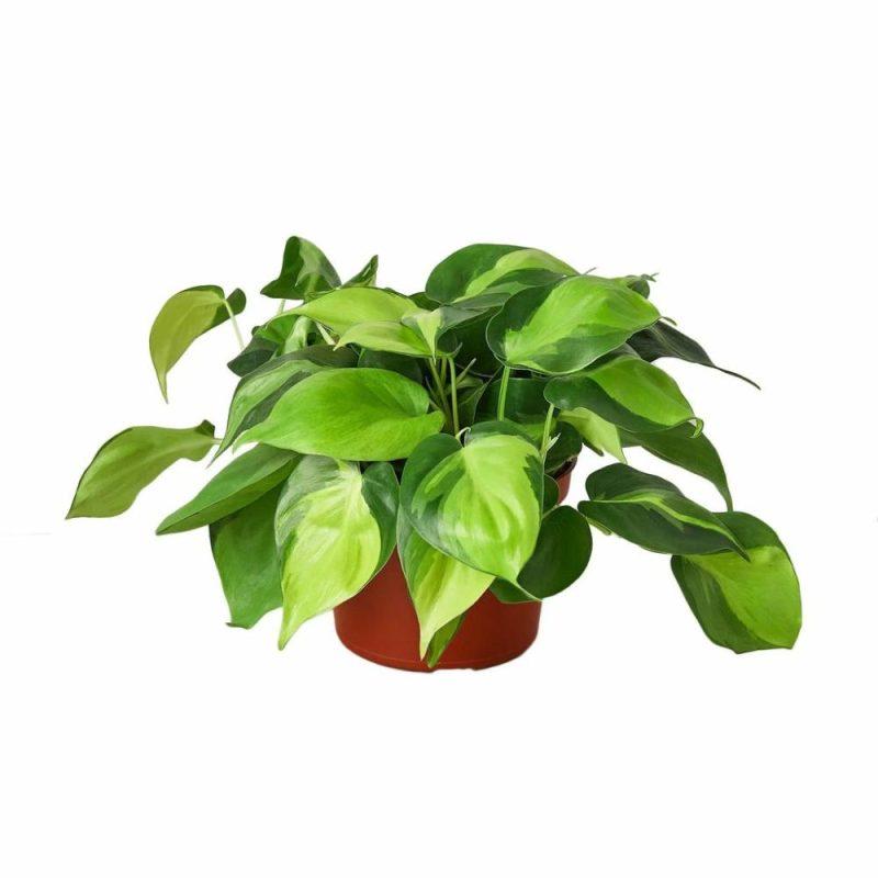 Plants | Philodendron ‘Brasil’ Plants Plants