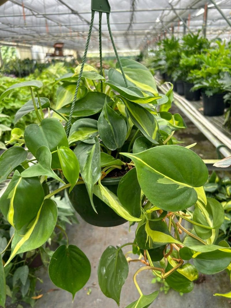 Plants | Philodendron ‘Brasil’ Plants Plants