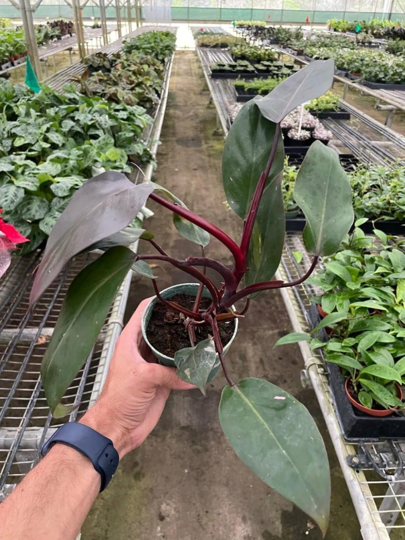 Plants | Philodendron ‘Burgundy Princess’ (Reverted Pink Princess) – B-Grade Plants Plants