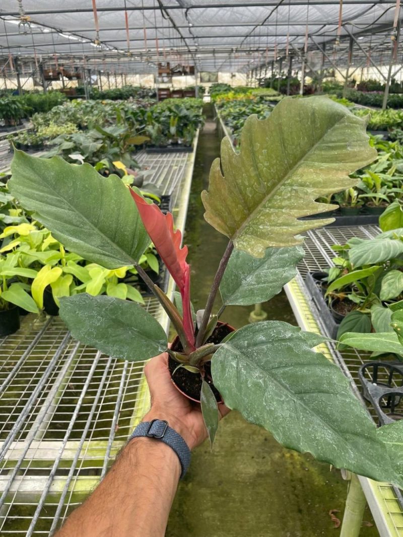 Plants | Philodendron Choco Empress Plants Plants