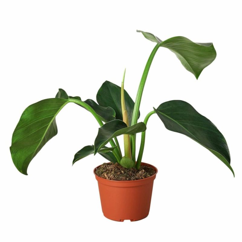 Plants | Philodendron ‘Congo Green’ Plants Plants