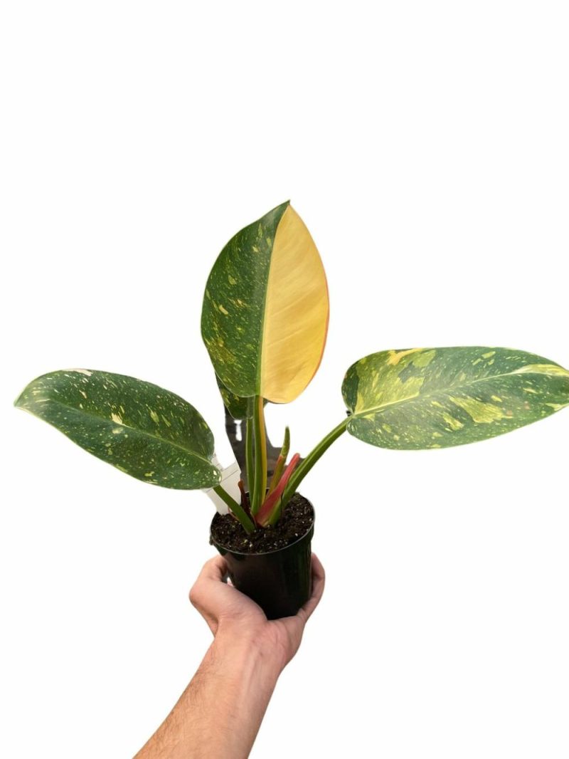 Plants | Philodendron ‘Congo Green Variegated’ Plants Plants