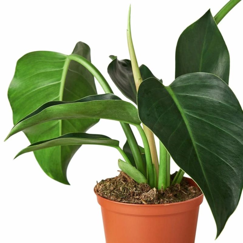 Plants | Philodendron ‘Congo Green’ Plants Plants