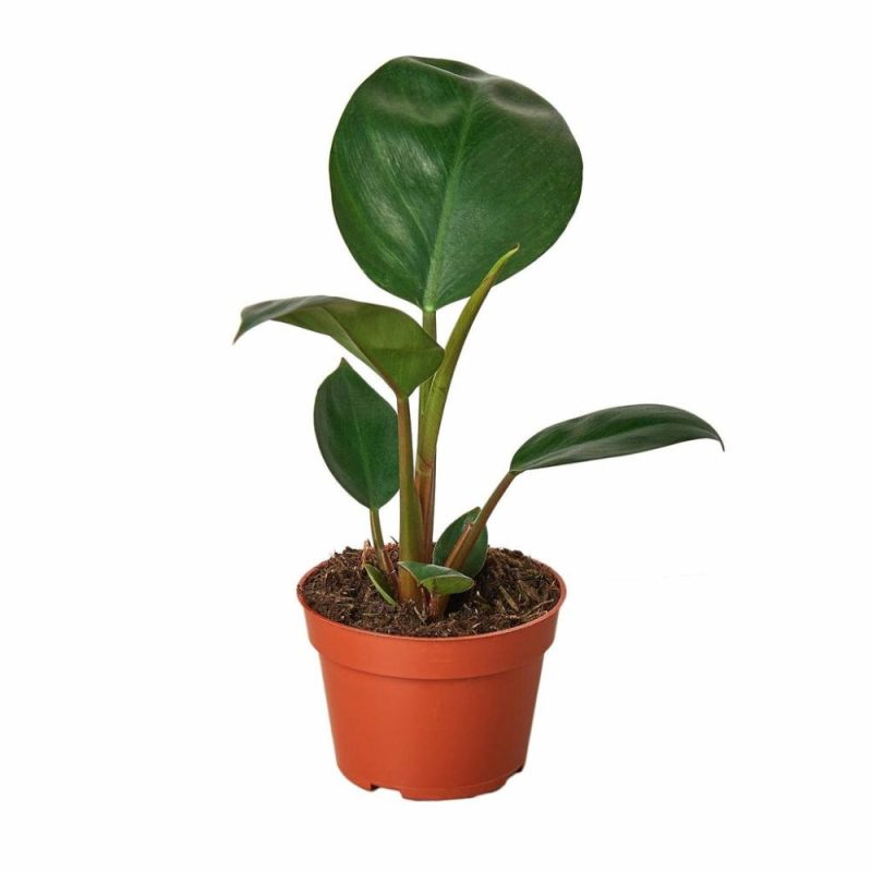 Plants | Philodendron ‘Congo Rojo’ Plants Plants