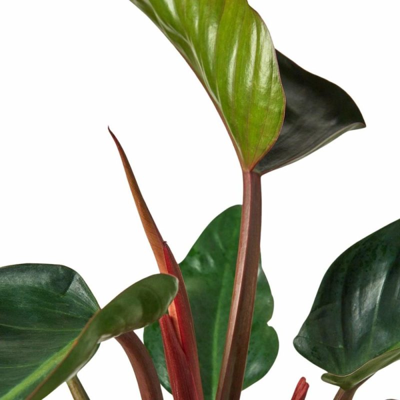 Plants | Philodendron ‘Congo Rojo’ Plants Plants