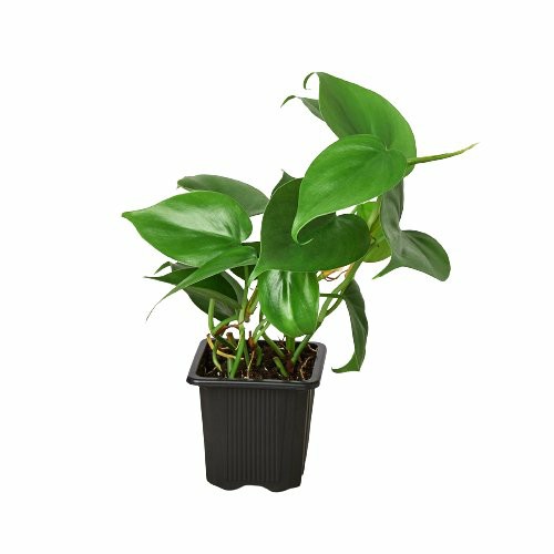 Plants | Philodendron Cordatum Heartleaf Plants Plants