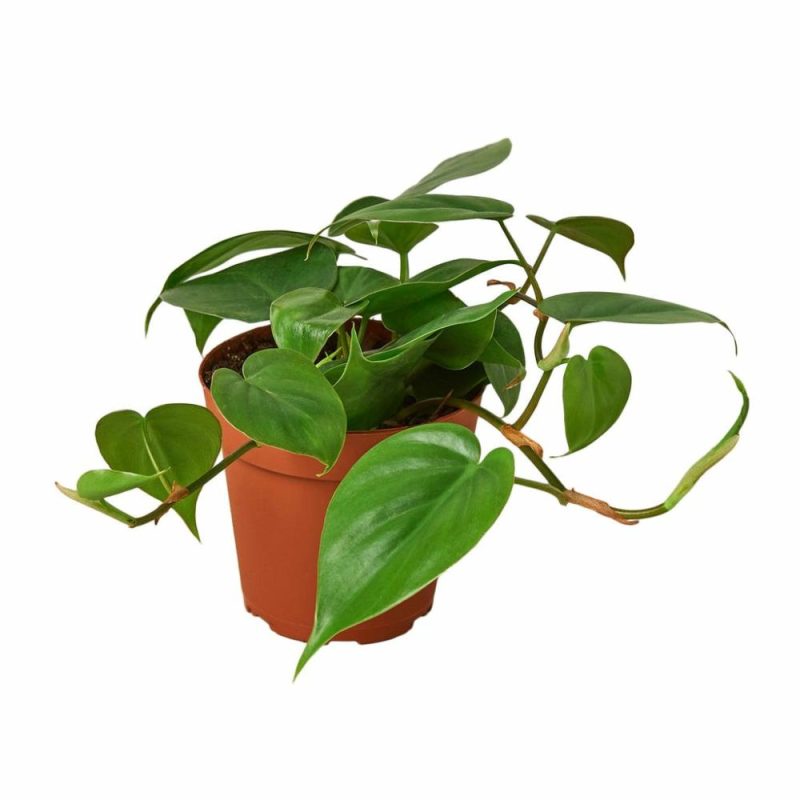 Plants | Philodendron Cordatum Heartleaf Plants Plants