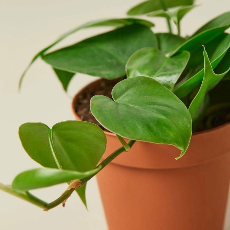 Plants | Philodendron Cordatum Heartleaf Plants Plants