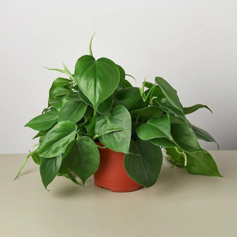 Plants | Philodendron Cordatum Heartleaf Plants Plants