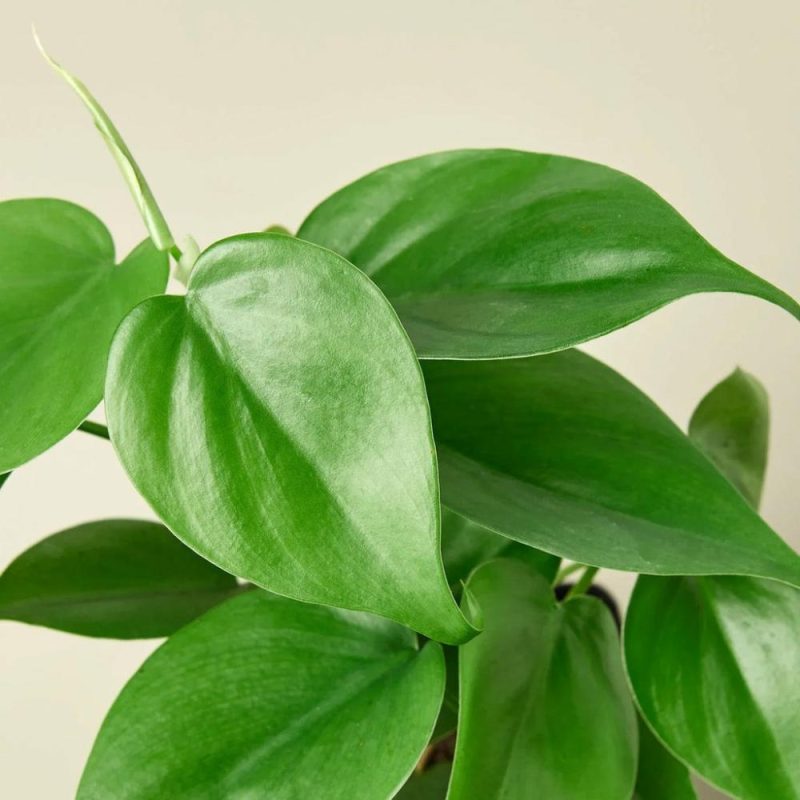 Plants | Philodendron Cordatum Heartleaf Plants Plants