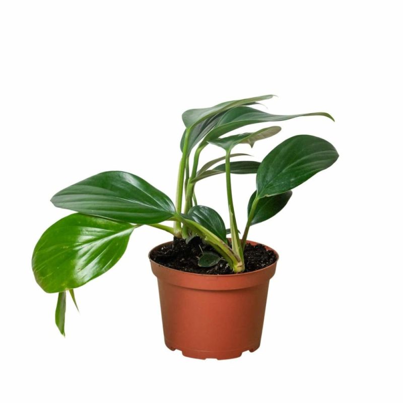 Plants | Philodendron ‘Dragon Tail’ Plants Plants