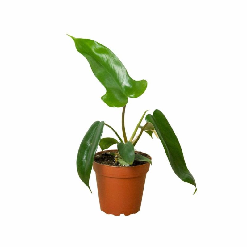 Plants | Philodendron ‘Florida Green’ Plants Plants