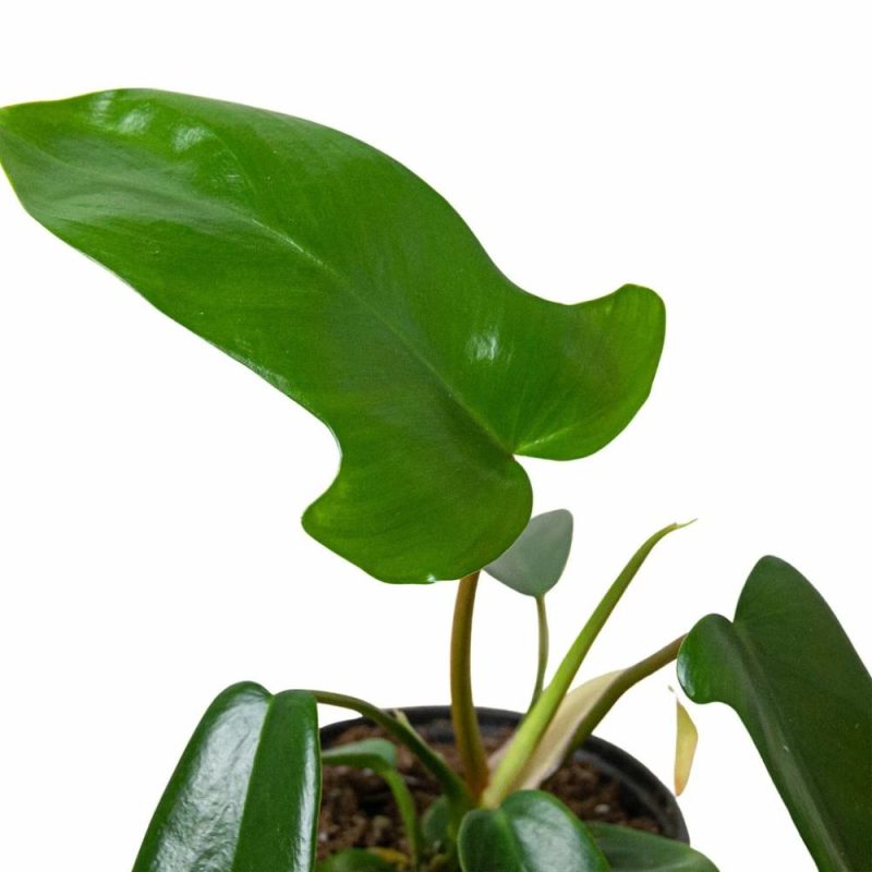 Plants | Philodendron ‘Florida Green’ Plants Plants